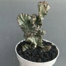 euphorbia lactea Silver Plant Rare Flower Home Plant For Your Home Garden