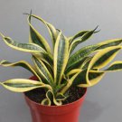 Sansivera golden wendy Plant Rare Flower Home Plant For Your Home Garden