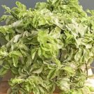 Pedilanthus tithymaloides Curly Plant Rare Flower Home Plant For Your Home Garden
