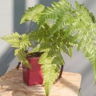 Dryopteris erythrosora Plant Rare Flower Home Plant For Your Home Garden