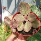 Episcia Joy sweety pink Plant Rare Flower Home Plant For Your Home Garden