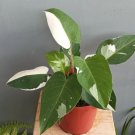 Philodendron white princess Plant Rare Flower Home Plant For Your Home Garden