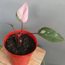 Philodendron Pink Princess Marble Plant Rare Flower Home Plant For Your Home Garden