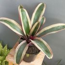 Neoregelia Rafael Plant Rare Flower Home Plant For Your Home Garden