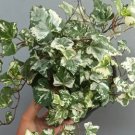 White Variegated English Ivy Plant Rare Flower Home Plant For Your Home Garden
