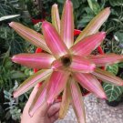 Bromeliad Tricolor Plant Rare Flower Home Plant For Your Home Garden