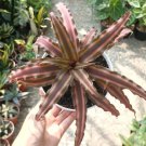 Cryptanthus Bivittatus Red Plant Rare Flower Home Plant For Your Home Garden
