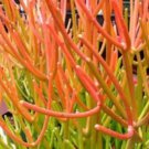 Euphorbia Trucalli Firesticks Plant Rare Flower Home Plant For Your Home Garden