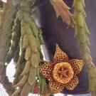 Orbea Variegated Plant Rare Flower Home Plant For Your Home Garden