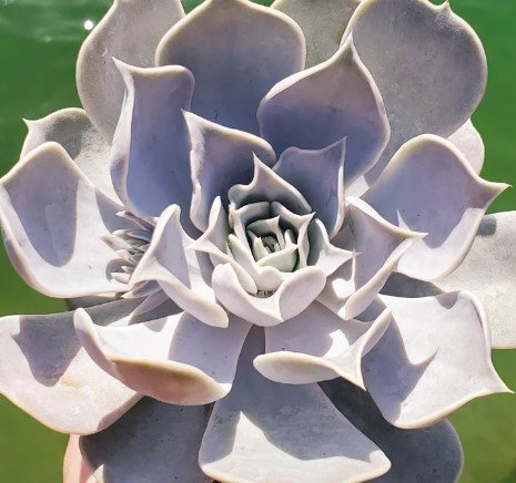 Echeveria Lilacina Ghost Cactus Plant Rare Flower Home Plant For Your Home Garden