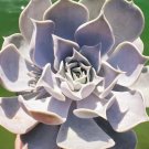 Echeveria Lilacina Ghost Cactus Plant Rare Flower Home Plant For Your Home Garden