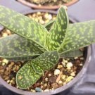 Gasteria Minima Bicolor Plant Rare Flower Home Plant For Your Home Garden