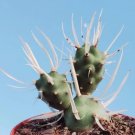 Tephrocactus articulatus papyracanthus Plant Rare Flower Home Plant For Your Home Garden