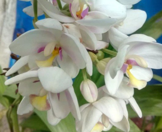Spathoglottis plicata, white pink Ground Orchid Plant Rare Flower Home Plant For Your Home Garden