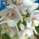 Spathoglottis plicata, white pink Ground Orchid Plant Rare Flower Home Plant For Your Home Garden