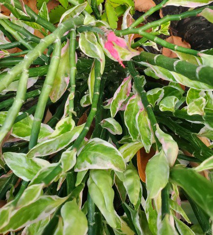Variegated Devil's Backbone Plant Rare Flower Home Plant For Your Home Garden