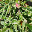 Variegated Devil's Backbone Plant Rare Flower Home Plant For Your Home Garden