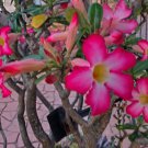 Adenium Obesum Desert Rose Plant Rare Flower Home Plant For Your Home Garden