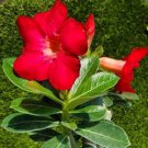 Adenium Obesum Red Plant Rare Flower Home Plant For Your Home Garden