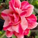Adenium Obesum Triple Pink with pink Plant Rare Flower Home Plant For Your Home Garden