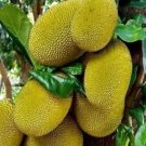Jackfruit Fruit ( golden nugget )Tree Plant Rare Fruit Home Plant For Your Home Garden
