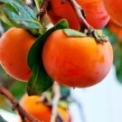 Fuyu Persimmon Grafted Tree Plant Rare Fruit Home Plant For Your Home Garden