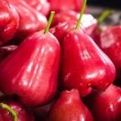 Red Wax Rose Apple Tree Plant Rare Fruit Home Plant For Your Home Garden