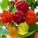 Surinam Cherry Trees Plant Rare Fruit Home Plant For Your Home Garden