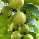 Pink Guava air layered tree Plant Rare Fruit Home Plant For Your Home Garden