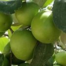 Giant jujube grafted Tree Plant Rare Fruit Home Plant For Your Home Garden