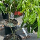 Mauritius Lychee Tree Plant Rare Fruit Home Plant For Your Home Garden