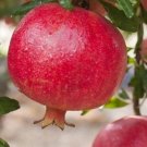 Pomegranate tree Plant Rare Fruit Home Plant For Your Home Garden