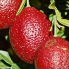 Red lime tree Plant Rare Fruit Home Plant For Your Home Garden