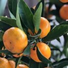 Citrus reticulata 'Seedless Kishu' Plant Rare Fruit Home Plant For Your Home Garden