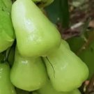 Jumbo Green wax apple Plant Rare Fruit Home Plant For Your Home Garden