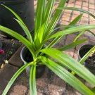 Pandan  tree Plant Rare Home Plant For Your Home Garden