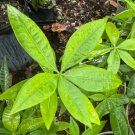 Money Tree Flower Plant Rare Home Plant For Your Home Garden