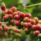 Brazilian Peaberry Moka Arabica Coffee Plant Rare Home Plant For Your Home Garden