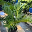 Sago Palm Flower tree Plant Rare Home Plant For Your Home Garden
