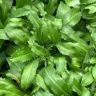 Mexican cilantro Plant Rare Home Plant For Your Home Garden