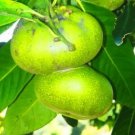 Matt Snow Black Sapote Fruit Tree Plant Rare Home Plant For Your Home Garden