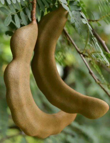 Tamarind Fruit Tree Fruit Tree Plant Rare Home Plant For Your Home Garden