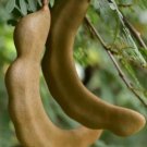 Tamarind Fruit Tree Fruit Tree Plant Rare Home Plant For Your Home Garden