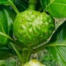 Morinda Citrifolia Noni Fruit Tree Plant Rare Home Plant For Your Home Garden