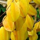 Sweet Star Fruit (Averrhoa Carambola) Tree Plant Rare Home Plant For Your Home Garden