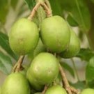 Thai Dwarf JUNE PLUM Ambarella Tree Plant Rare Home Plant For Your Home Garden