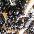 Brazilian Jaboticaba ( black fruit) Tree Plant Rare Home Plant For Your Home Garden