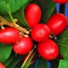 Berry tree (Miracle Fruit Berry) Plant Rare Home Plant For Your Home Garden