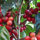Brazilian Peaberry Moka Arabica Coffee Tree Plant Rare Home Plant For Your Home Garden