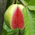 Ruby Supreme Guava Tree Plant Rare Home Plant For Your Home Garden